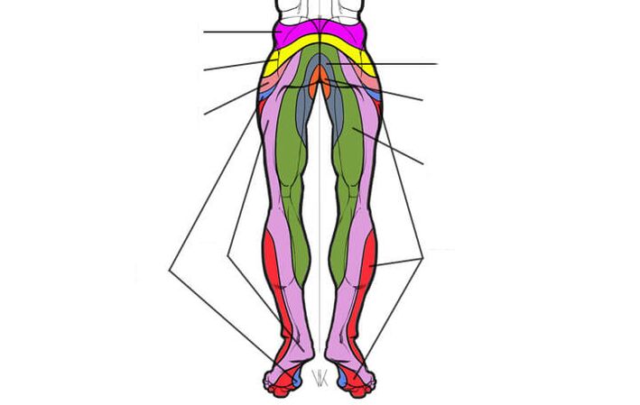 Innervation zones of lumbar segments